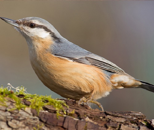 nuthatch