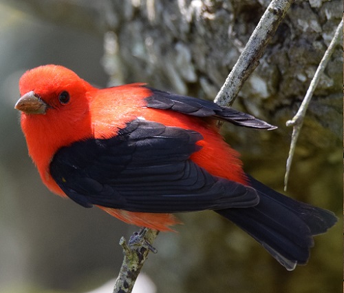 scarletttanager