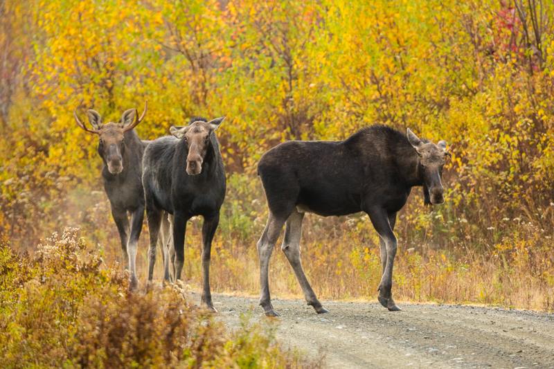 moose safari arjeplog