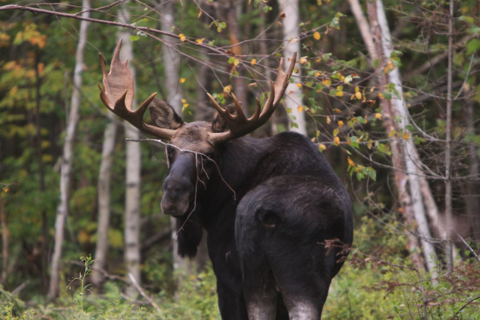 moose safari arjeplog